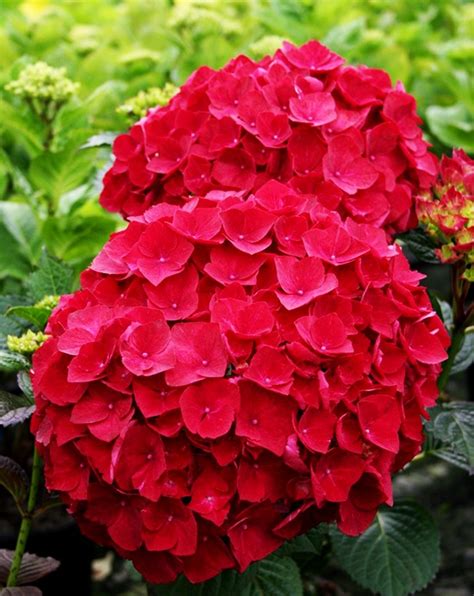 The Allure of Ruby Red Hydrangea: A Favorite Choice for Romantic Gardens